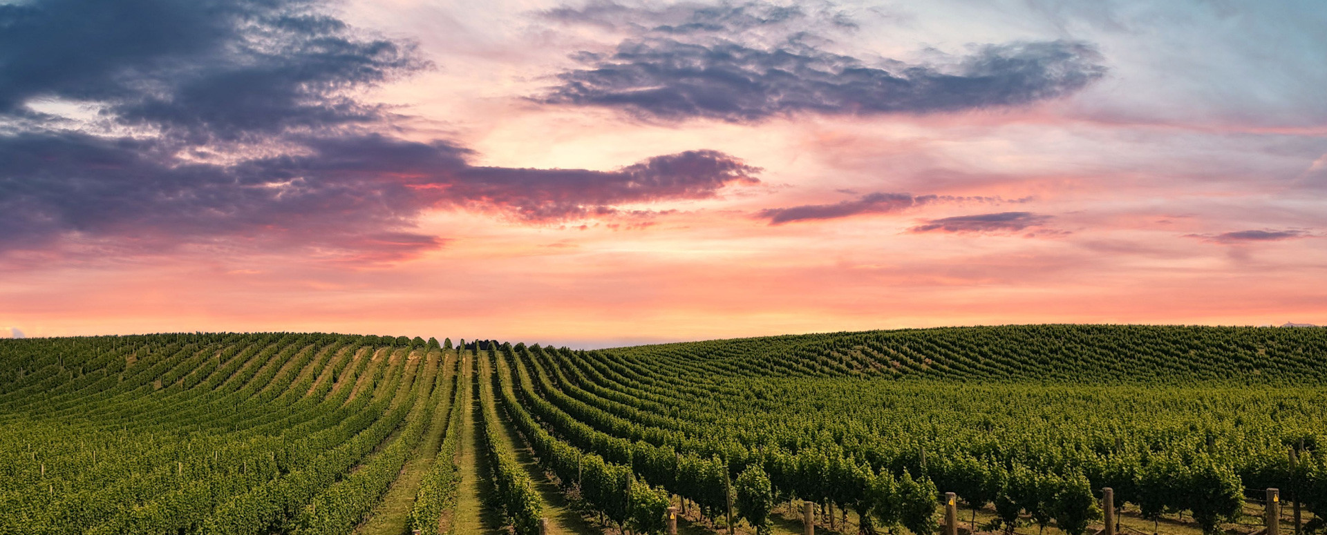 Rows of vineyard under a pink and purple sunset sky