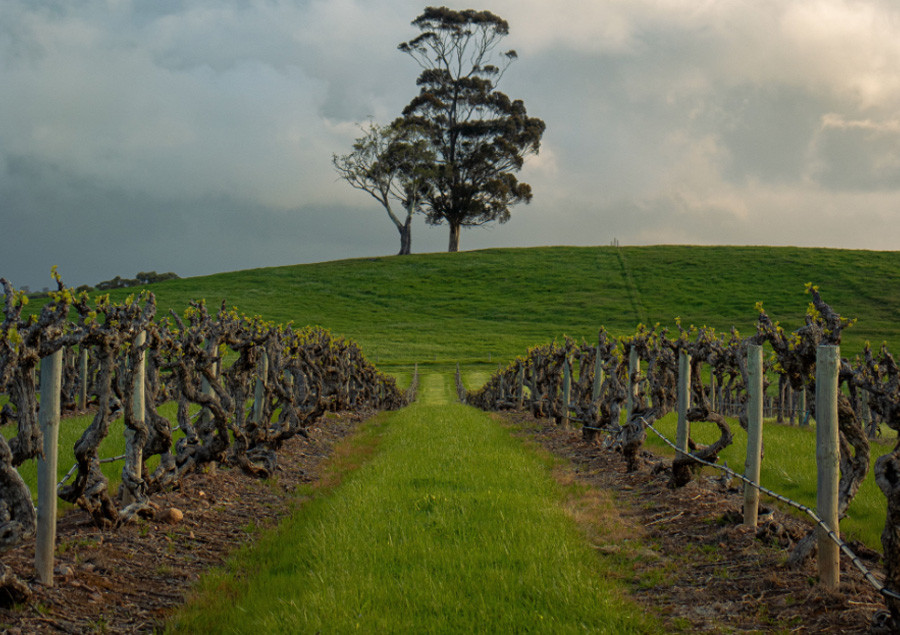 Grassy track between rows of vines leading to a hilltop gum tree